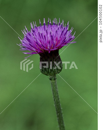 キク科アザミ属ノアザミの頭状花序 104500102