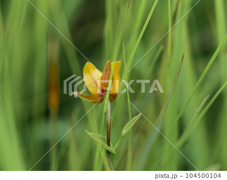 ラン科カキランの開花 ラン科カキランの開花 104500104