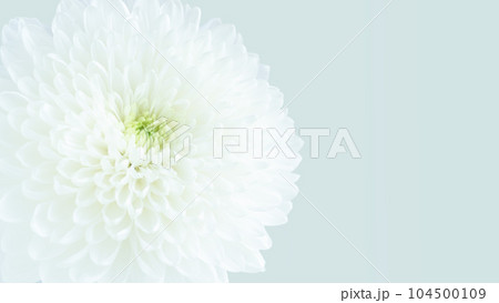 白菊の花 お供え ピンポンマム 仏花 アップ 余白 お彼岸 お盆 白菊の花 お供え ピンポンマム 仏花 アップ 余白 お彼岸 お盆 104500109