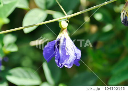 butterfly pea , blue pea flower or Clitoria ternatea L or PAPILIONACEAE 104500146