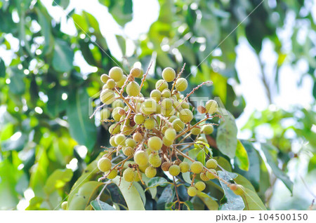 longan, thai fruit or Dimocarpus longan or longan tree longan, thai fruit or Dimocarpus longan or longan tree 104500150