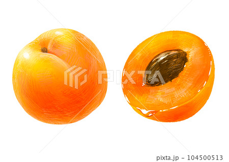 手描きフルーツ イラスト 杏(あんず、アンズ) 半分 種あり 2点セット 104500513