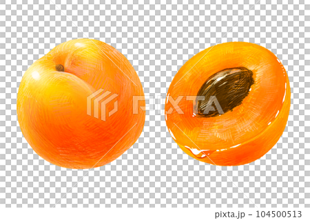 手描きフルーツ イラスト 杏(あんず、アンズ) 半分 種あり 2点セット 104500513