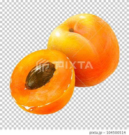 手繪水果插畫杏（杏、杏）半籽套裝 104500514