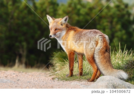 Beautiful wild red fox on mountains 104500672