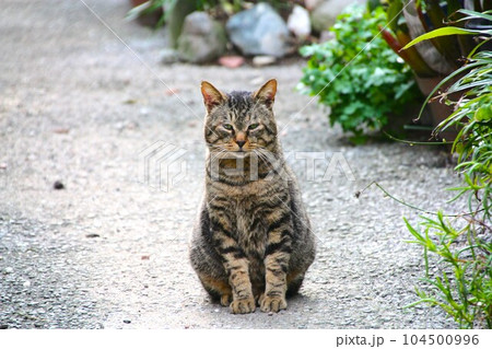 猫の居る風景 猫の居る風景 104500996