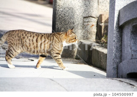 猫の居る風景 104500997