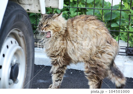 あくびする猫 あくびする猫 104501000