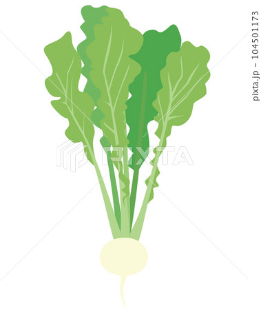 カブのイラスト 104501173