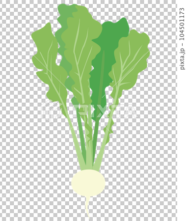 カブのイラスト 104501173