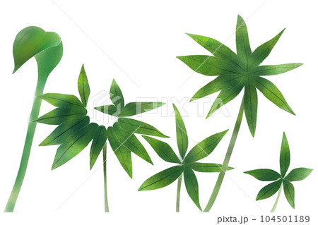 天南星（テンナンショウ）の葉のカード2 104501189