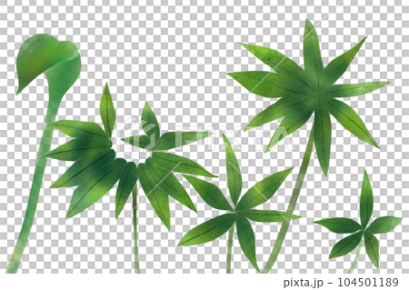 天南星（テンナンショウ）の葉のカード2 104501189