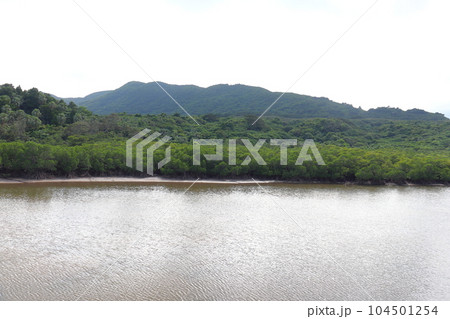 サキシマスオウノキ群落（沖縄県 西表島） 104501254