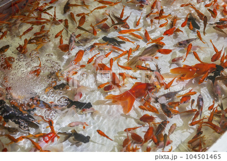 祭り　金魚すくい　縁日　お祭り 　水　金魚　赤　出目金 104501465