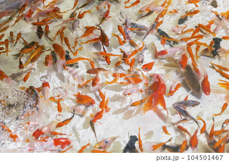 祭り 金魚すくい 縁日 お祭り 水 金魚 赤 出目金 祭り 金魚すくい 縁日 お祭り 水 金魚 赤 出目金 104501467