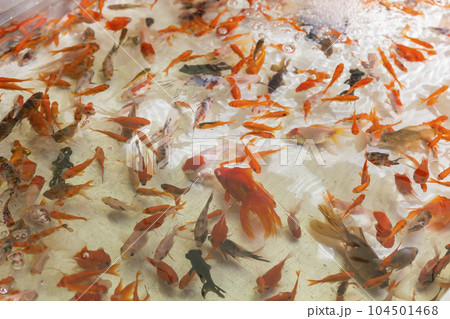 祭り　金魚すくい　縁日　お祭り 　水　金魚　赤　出目金 104501468