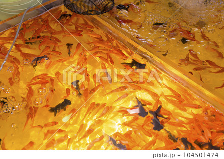 祭り 金魚すくい 縁日 お祭り 水 金魚 赤 出目金 祭り 金魚すくい 縁日 お祭り 水 金魚 赤 出目金 104501474