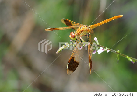 ミヤマアカネ（未成熟・オス） 104501542