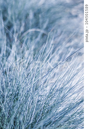 Soft focus ornamental grass Blue Fescue Festuca glauca with water drop. Blurred autumn background 104501589