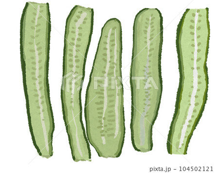 家庭菜園の野菜 夏のキュウリを薄く縦にスライスしました 家庭菜園の野菜 夏のキュウリを薄く縦にスライスしました 104502121