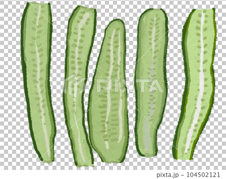 家庭菜園の野菜 夏のキュウリを薄く縦にスライスしました 家庭菜園の野菜 夏のキュウリを薄く縦にスライスしました 104502121