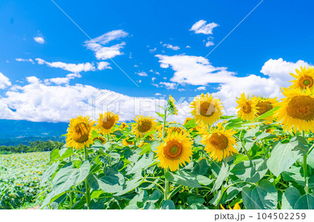 【夏素材】明野のひまわり畑と青空【山梨県】 104502259