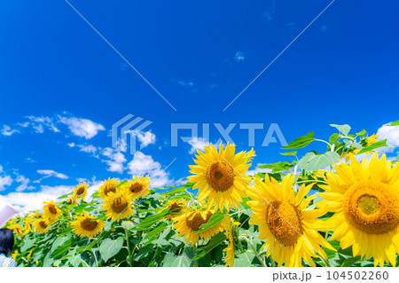 【夏素材】明野のひまわり畑と青空【山梨県】 104502260