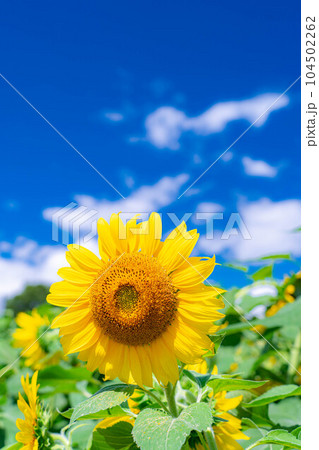 【夏素材】明野のひまわり畑と青空【山梨県】 【夏素材】明野のひまわり畑と青空【山梨県】 104502262