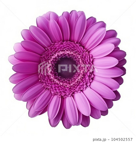 Gerbera flower isolated. Illustration AI Generative Gerbera flower isolated. Illustration AI Generative 104502557