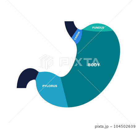 Stomach sections diagram Stomach sections diagram 104502639
