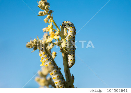 Caterpillar eating plant with blue sky on background Caterpillar eating plant with blue sky on background 104502641