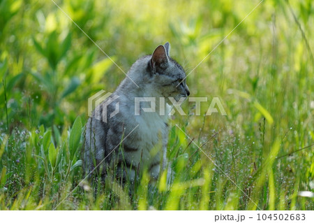 若いキジトラのオス猫が日陰で休む 若いキジトラのオス猫が日陰で休む 104502683