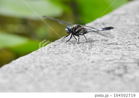 水生植物公園みずの森 104502719