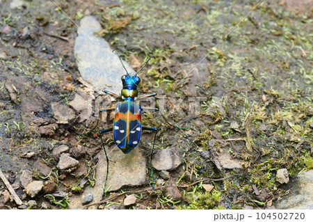 ハンミョウ 104502720