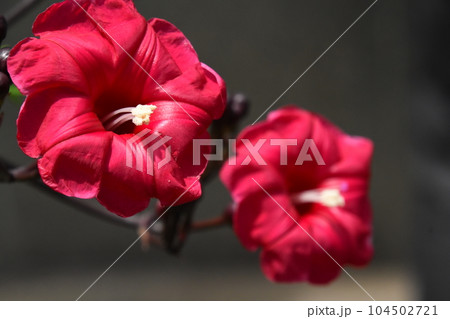 水生植物公園みずの森 104502721