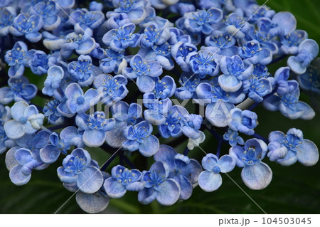 水生植物公園みずの森 104503045