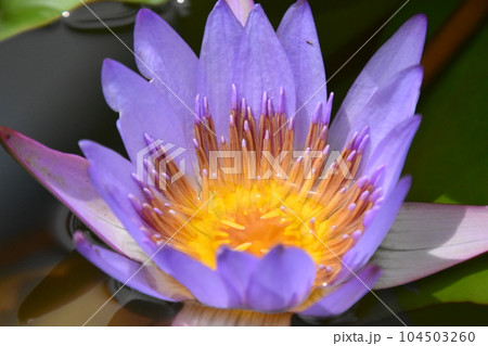 水生植物公園みずの森 104503260