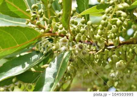 ホルトノキの花 ホルトノキの花 104503995