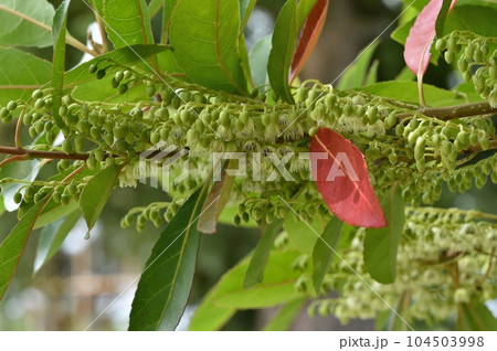 ホルトノキの花 ホルトノキの花 104503998
