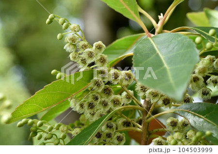 ホルトノキの花 ホルトノキの花 104503999