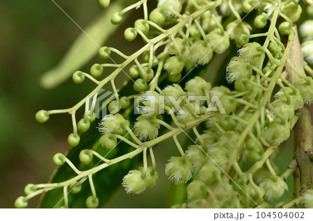 ホルトノキの花 ホルトノキの花 104504002