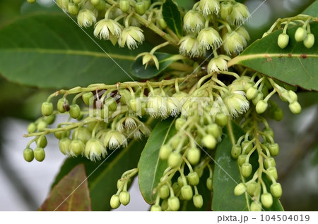 ホルトノキの花 ホルトノキの花 104504019