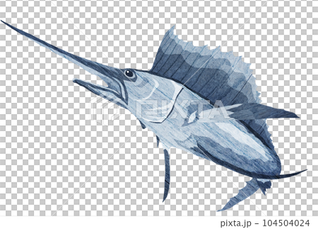 バショウカジキのイラスト 104504024