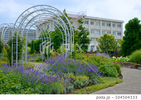 宮前公園と青空 ラベンダー グロッソラベンダー 宮前公園と青空 ラベンダー グロッソラベンダー 104504333