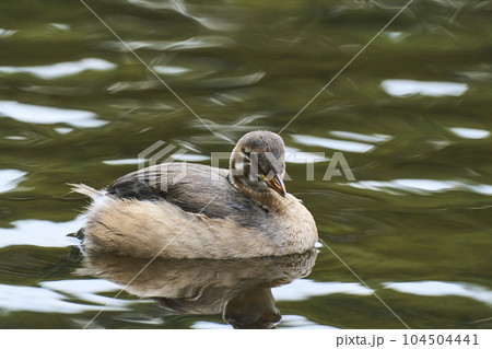 公園の池で泳ぐカルガモの子ども 104504441