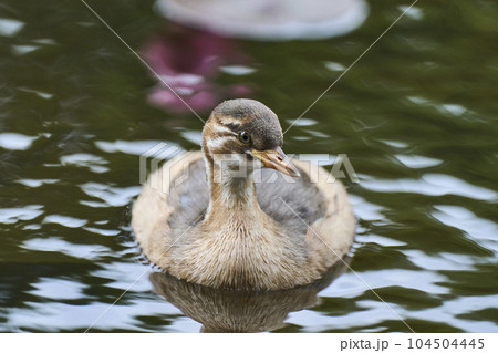 公園の池で泳ぐカルガモの子ども 104504445
