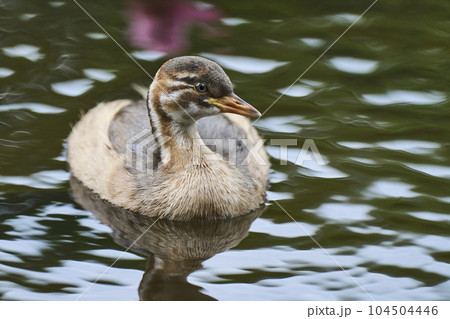 公園の池で泳ぐカルガモの子ども 公園の池で泳ぐカルガモの子ども 104504446