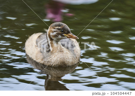 公園の池で泳ぐカルガモの子ども 公園の池で泳ぐカルガモの子ども 104504447