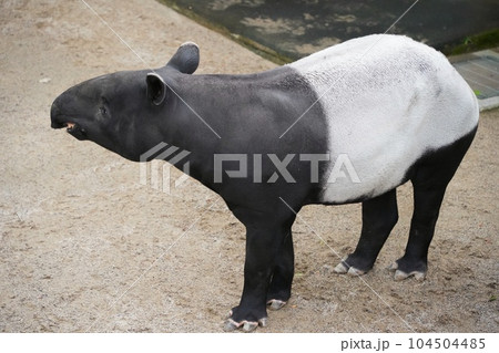 広島市安佐動物公園のマレーバクのクニオ君 104504485