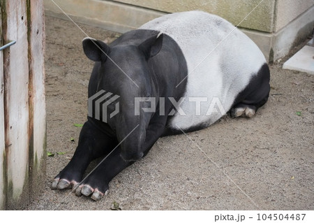 広島市安佐動物公園のマレーバクのクニオ君 広島市安佐動物公園のマレーバクのクニオ君 104504487